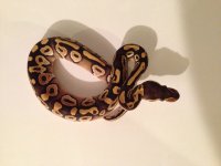 IMG_0596.jpg