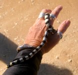 Krait on hand.jpg