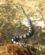Krait on seaweed.jpg