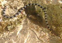 Krait swimming.jpg