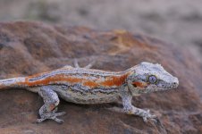 Rhacodactylus auriculatus - orange male2.jpg