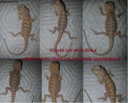WHOLESALE 1.jpg