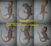 WHOLESALE 2.jpg