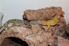 IMG_7315.jpg