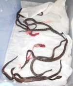 Neonates tub.jpg