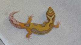 forsale and frogs 039.JPG