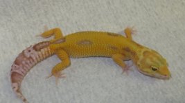 forsale and frogs 061.JPG