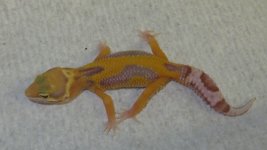 forsale and frogs 063.JPG