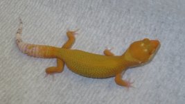 forsale and frogs 040.JPG