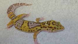 forsale and frogs 047.JPG