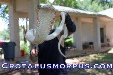 albino monocled 2.jpg