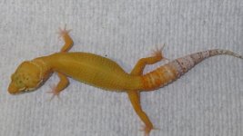 forsale and frogs 074.JPG