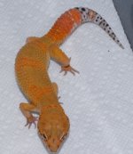 DSC_0157.jpg