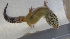 forsale and frogs 069.JPG