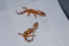 DSC_0179.jpg