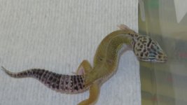 forsale and frogs 071.JPG