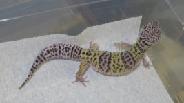 forsale and frogs 044.JPG