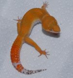 DSC_0202.jpg