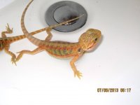 07.10.2013,14geenbigboy.jpg