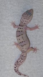 forsale and frogs 087.JPG