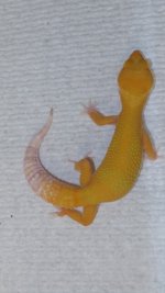 forsale and frogs 086.JPG