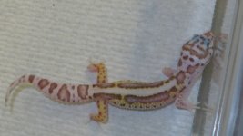 forsale and frogs 057.JPG