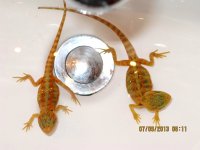 07.10.2103,13bathing2studs.jpg