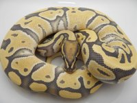 LOKI SNAKES 513 108.jpg