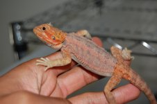 DSC_9960.jpg