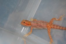 DSC_9959.jpg