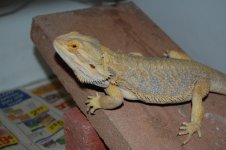 DSC_9958.jpg