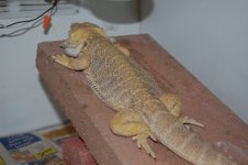 DSC_9957.jpg