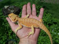 beardie 001.jpg