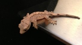 Creamy Crested Gecko.jpg