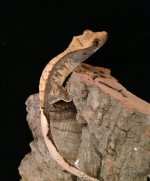 Extreme Harly Crested Gecko.jpg