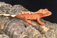 Bright Orange Crested Gecko.jpg