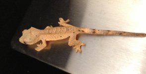 Yellow Tiger Crested Gecko.jpg