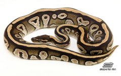 male Dark Stripe Mojo het Pied ph Axanthic.jpg