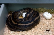 Dark Mojo Striper het Pied ph Axanthic x Dark Striper 6_10_13.jpg