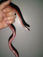 IMG00317-20100603-0625.jpg