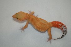 003 male torrid tangerine.jpg