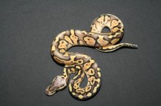 superpastelcl65_m1.jpg
