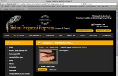 Global Tropical Reptiles thieli 1.jpg
