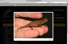 Global Tropical Reptiles thieli 2.jpg