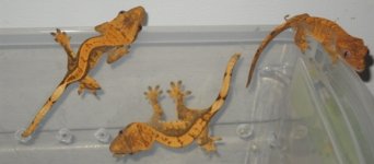 DSCN5526.JPG