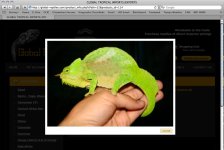 Global Tropical Reptiles quadricornis 2.jpg