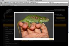 Global Tropical Reptiles lateralis 2.jpg
