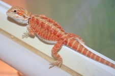 Red Orange Hypo Male Het Trans.jpg