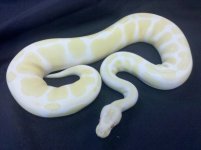 albino female.jpg