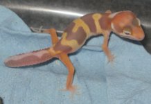 animal 004.jpg